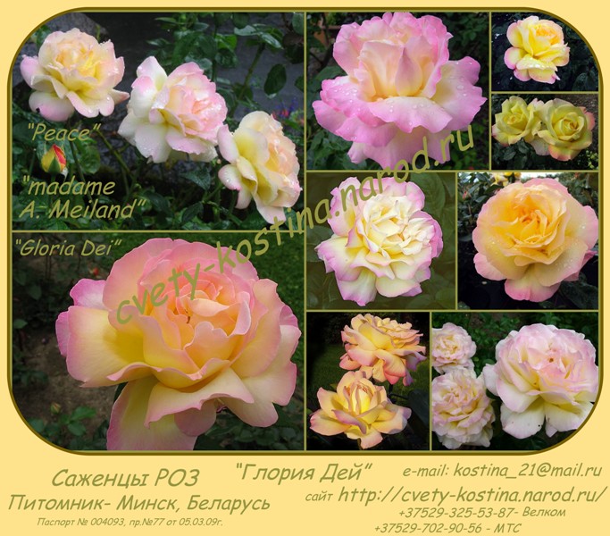 чайно-гибридная роза сорт Gloria Dei- Peace, цветы, фото