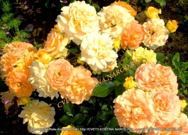флорибунда роза сорт Goldelse, цветы, фото, описание
