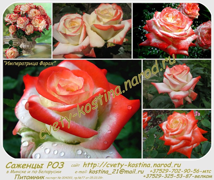 Чайно-гибридная роза Дельбара сорт Imperatrice Farah- цветы, фото, описание