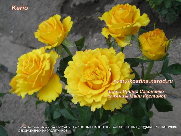 ярко- желтая чайно- гибридная роза сорт Kerio