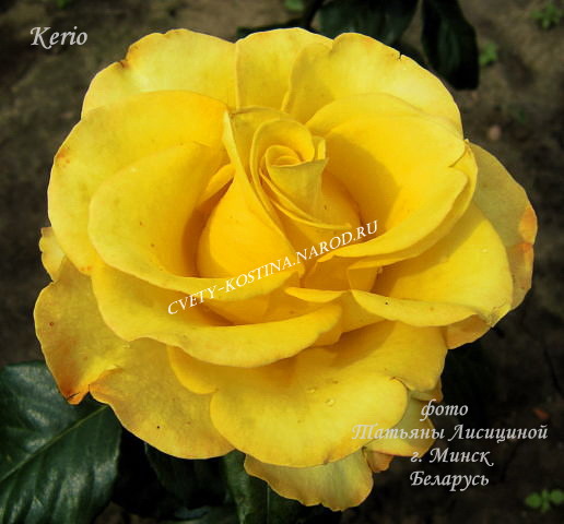 ярко- желтая чайно- гибридная роза сорт Kerio- цветок, фото