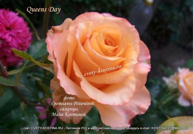 Чайно- гибридная абрикосовая роза сорт Queens day- TANarua-Tantau 
