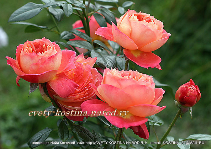лососево- оранжевая роза флорибунда сорт Queen of Hearts- KORliolow 