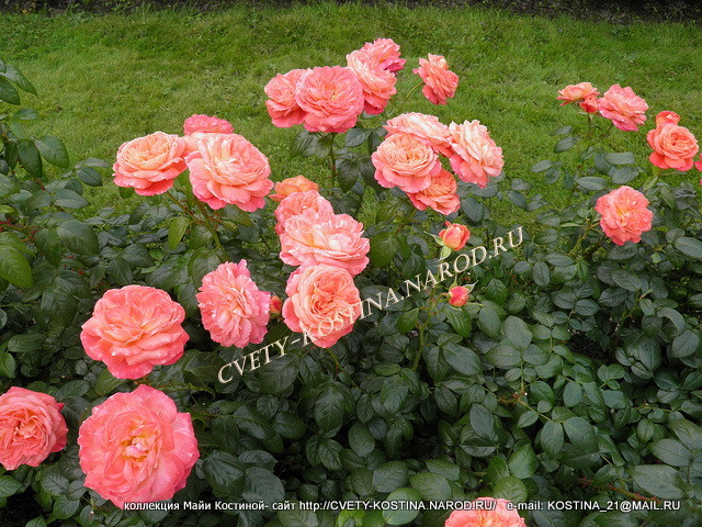 лососево- оранжевая роза флорибунда сорт Queen of Hearts- цветущий куст 