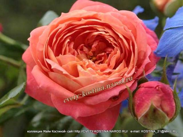 лососево- оранжевая роза сорт Queen of Hearts- KORliolow, фото, описание 