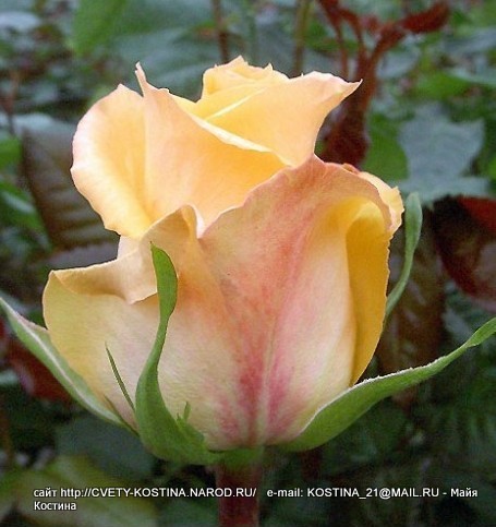 Чайно- гибридная персиковая роза сорт Queens day- цветы, фото, описание 