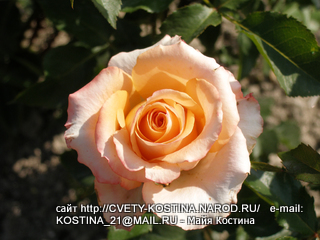 Чайно- гибридная персиковая роза сорт Queens day- цветок, фото 