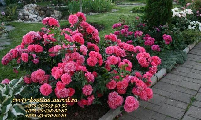 плетистая розовая роза сорт - Rosarium Uetersen - цветущий куст в саду