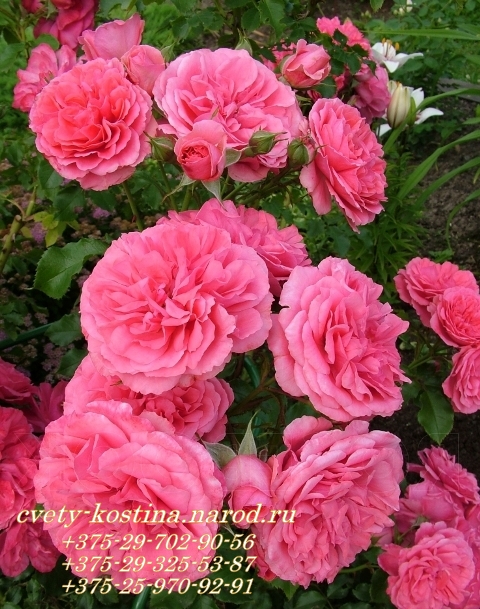 плетистая розовая роза сорт Розариум Ютерсен - Rosarium Uetersen -KORtersen - Kordes- цветы