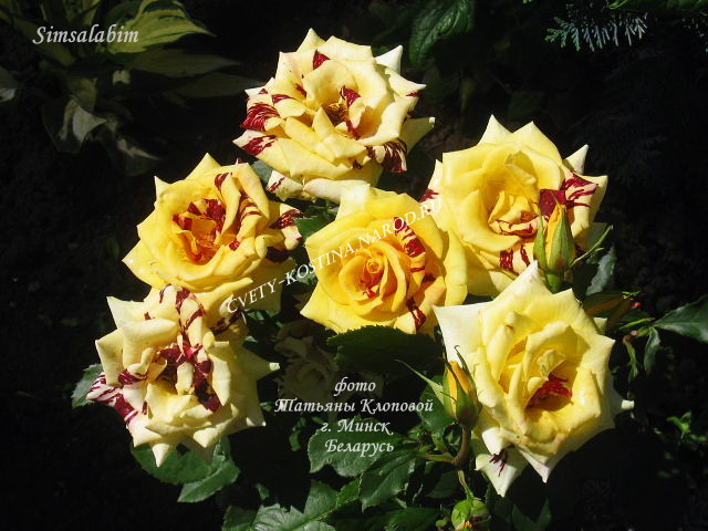 роза сорт Simsalabim саженцы Минск Беларусь- фото роза в саду