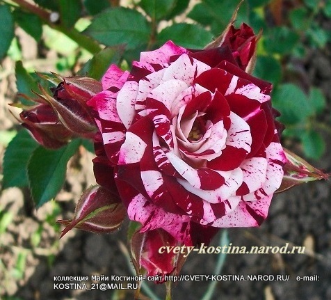 роза спрей Flash Night - красная с белыми полосками- фото, описание