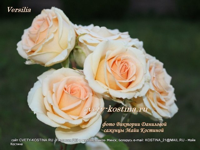 персиковая чайно-гибридная роза сорт Versilia-NIRpventyel, цветы, фото