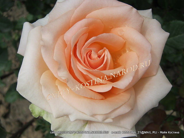 персиковая чайно-гибридная роза сорт Versilia- цветок, фото, описание
