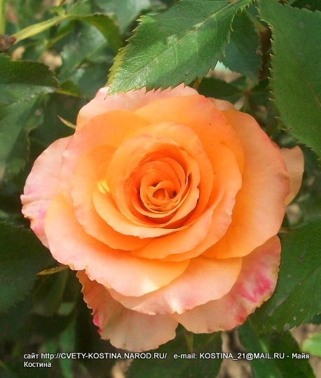 Чайно- гибридная персиковая роза сорт Queens day- TANarua-Tantau 