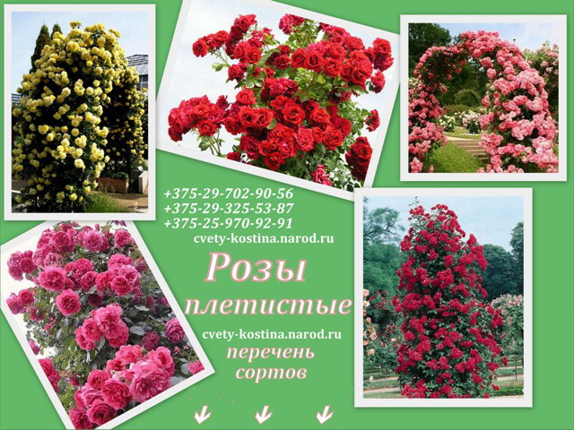 фото розы плетистые, сорта, каталог, саженцы купить Минске, почтой по Беларуси