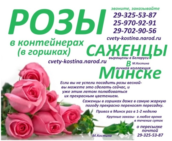 саженцы роз в контейнере купить в Минске
