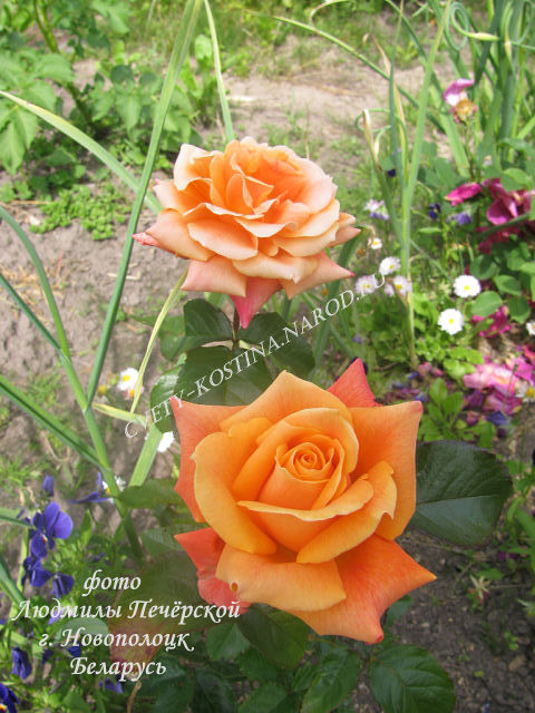 Чайно-гибридная оранжево- абрикосовая роза Tantau сорт Caramba 