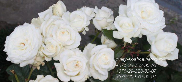белые розы, каталог, хосты, гейхеры, лилейники, георгины, хризантемы, кустарники, фото