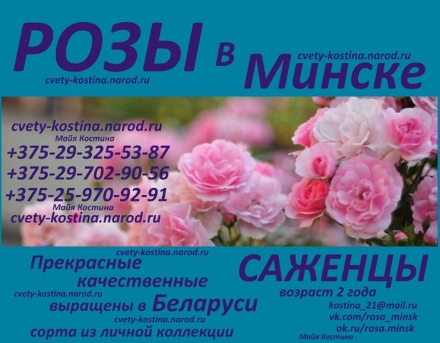 Розы в Минске-Питомник, Продажа- Каталог- Саженцы купить почтой- Беларусь