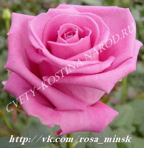 чайно-гибридная срезочная роза сорт Aqua- цветок, фото