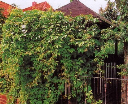 вьющаяся лиана виноград девичий на заборе