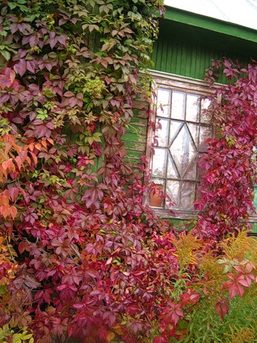 лиана виноград девичий на стене дома- пурпурно- красные листья