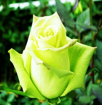 чайно-гибридная роза Amandine- купить саженцы роз Амандине