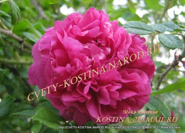 старинная парковая розовая роза- шраб, цветок, фото