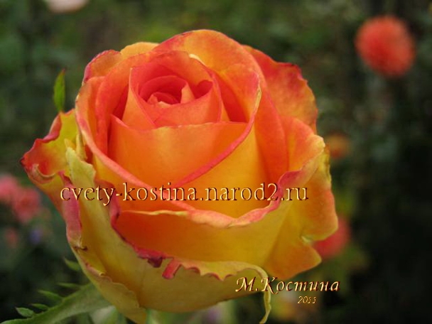 чайно-гибридная роза сорт Ambiance- купить саженцы роз в Минске 