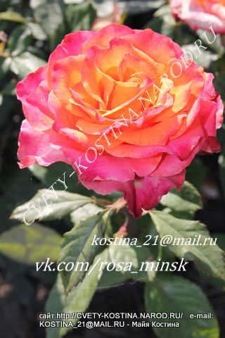 чайно-гибридная роза Kordes сорт Apache- KORsunora- Florists Rose