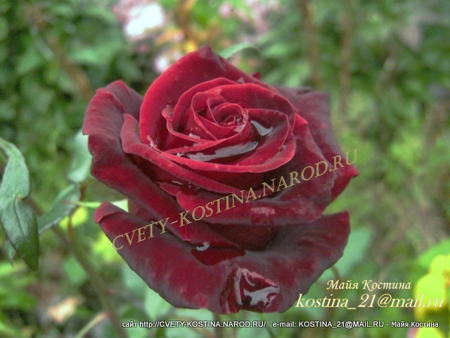бордовая бархатистая чайно-гибридная роза Tantau сорт Black Magic-фото