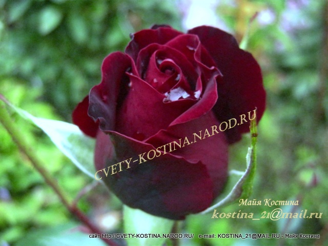 черная чайно-гибридная роза сорт Black Magic- бутон, цветок, фото