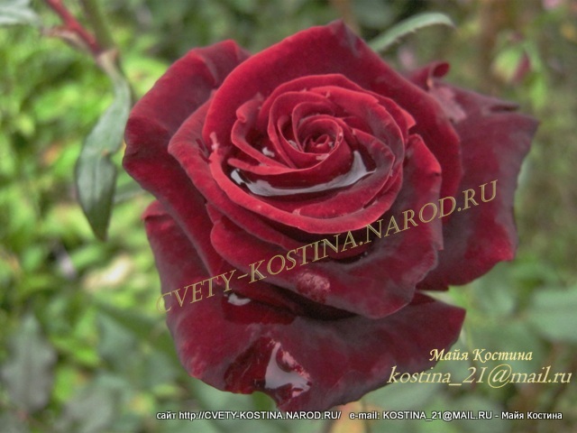 Чайно-гибридная роза Tantau сорт Black Magic- TANkalgic, TANkalcig- фото, описание 