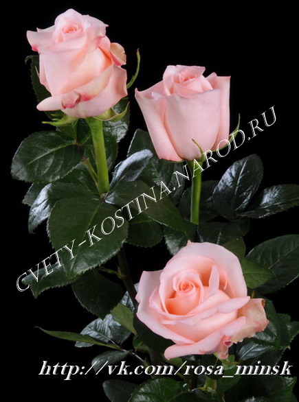 розовая роза сорт Engagement- саженцы роз Ангажемент в Минске купить