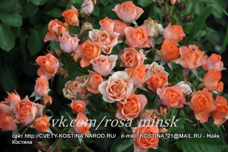 Спрей роза Алегрия- Alegria (Ruiortro)- оранжевые цветы, цветущий куст 
