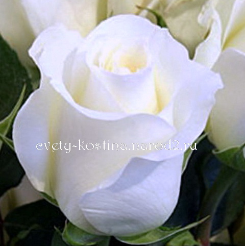 белая роза сорт Anastasia- купить саженцы роз в Минске, фото, описание