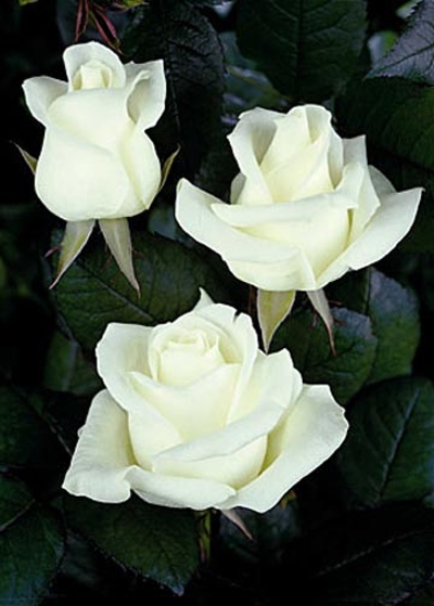 срезочная белая роза сорт Anastasia- купить саженцы роз в Минске