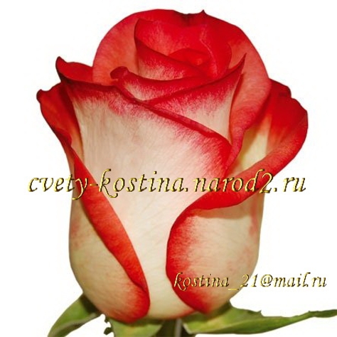 Чайно-гибридная роза сорт Blush- саженцы роз в Минске купить