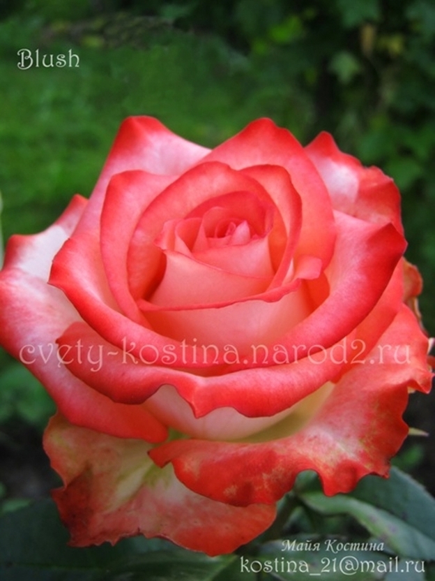 Чайно-гибридная роза сорт Blush- саженцы роз в Беларуси купить