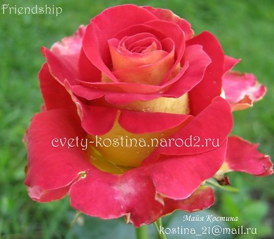 Купить саженцы роз в Минске