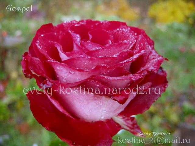 Чайно-гибридная двухцветная роза сорт Gospel- цветок бордовый с белым