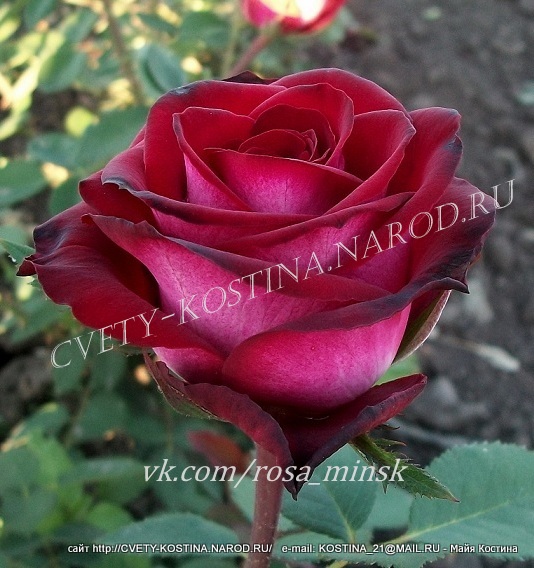 Чайно- гибридная роза сорт Gospel- TANlepsog- Tantau , цветок, фото