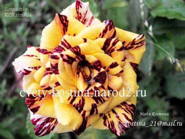  роза сорт Simsalabim- цветок полосатый желтый с бордовым