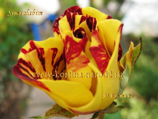 роза Simsalabim, фото, бутон, Купить саженцы роз в Минске