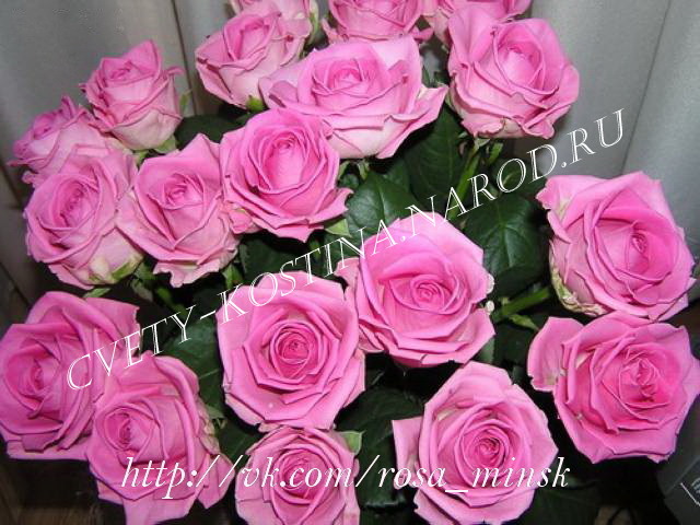 чайно-гибридная срезочная роза сорт Aqua- букет розово- сиреневые цветы