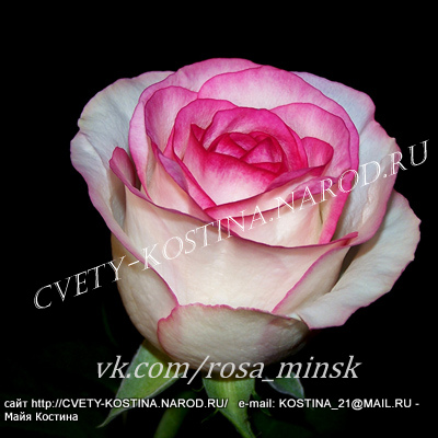 Чайно- гибридная роза Dolte Vita+ - Lex Voom, цветок, фото, описание
