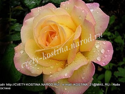 чайно-гибридная роза сорт Gloria Dei- Peace, цветок, фото