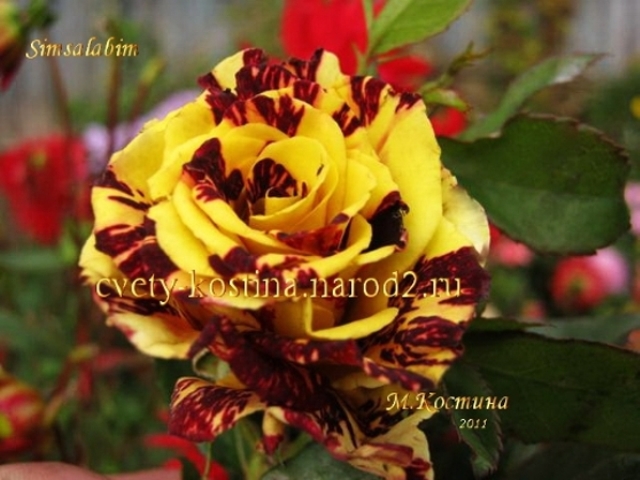 роза сорт Simsalabim - Купить саженцы роз в Минске