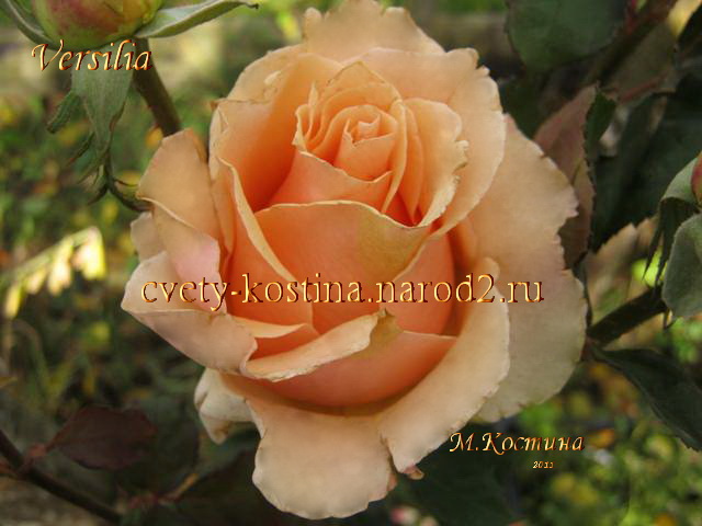 абрикосовая роза сорт Versilia- NIRpventyel- купить саженцы роз в Минске