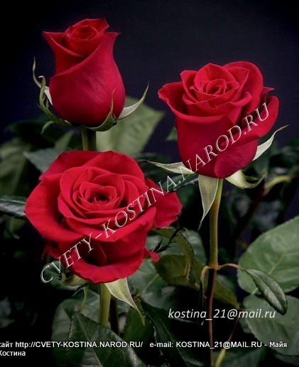 бордовая чайно-гибридная роза Grand Gala-MEIqualis-цветы, фото, описание
